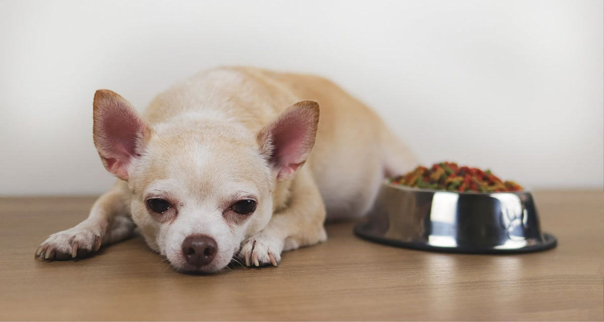 dog not eating his food but will eat treats