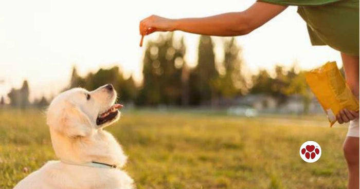 Ways to Train a Dog