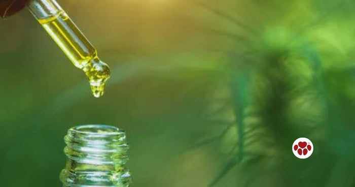 The use of CBD oil