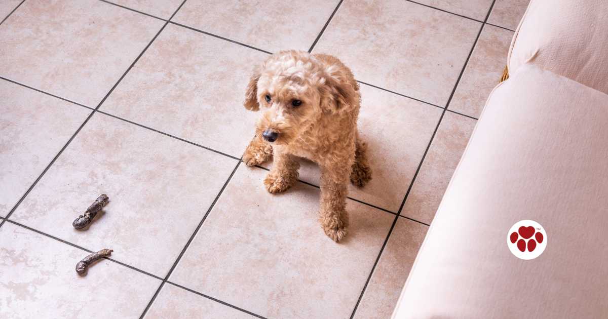 Why Do Dogs Eat Poop?