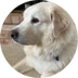 A close-up of a fluffy, light-colored dog with a black nose and dark eyes, lying down indoors and gazing to the left. The background shows part of a brick wall.