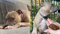 Pet photo